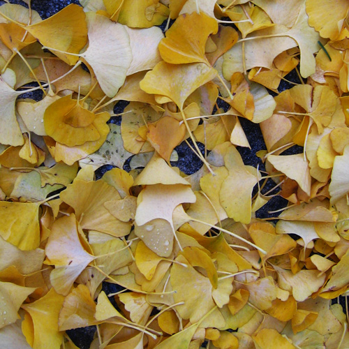 yellow ginko tree