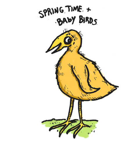 baby bird spring
