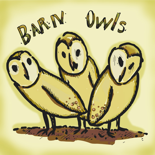 barn owl