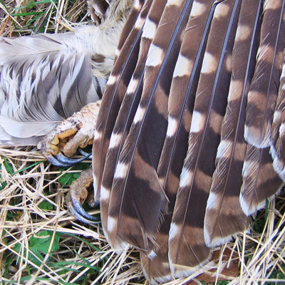 barred owl feet
