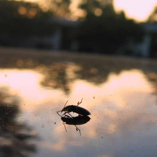 beetle sunset