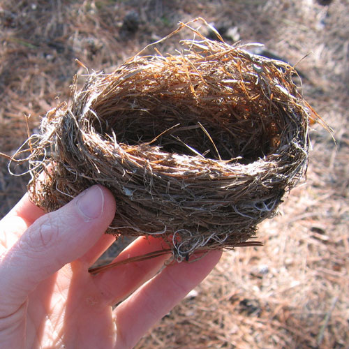 bird nest