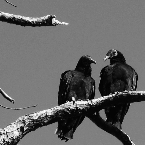 black vultures