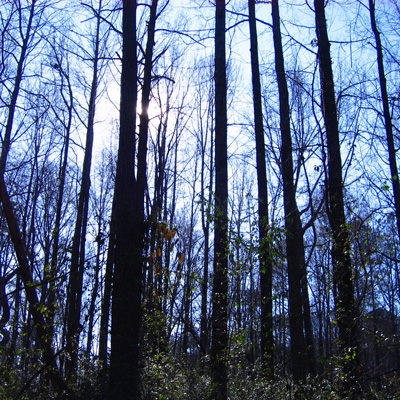 blue woods