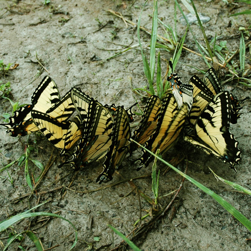 butterflies