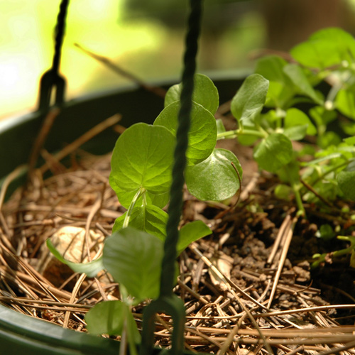 creeping jenny