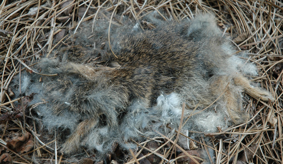 dead bunny