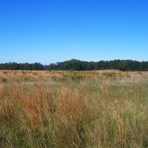 fayetteville field