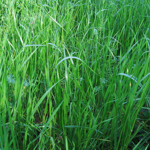 green green grass