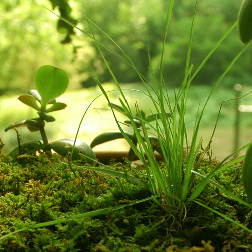 green moss