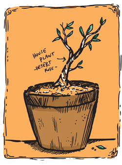house plant