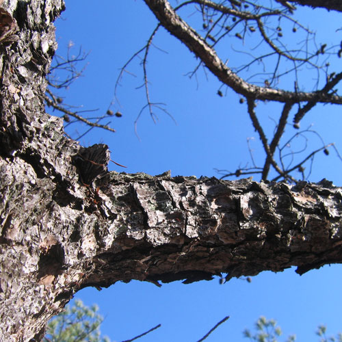 pine limbs