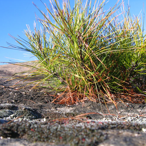pine sprouts