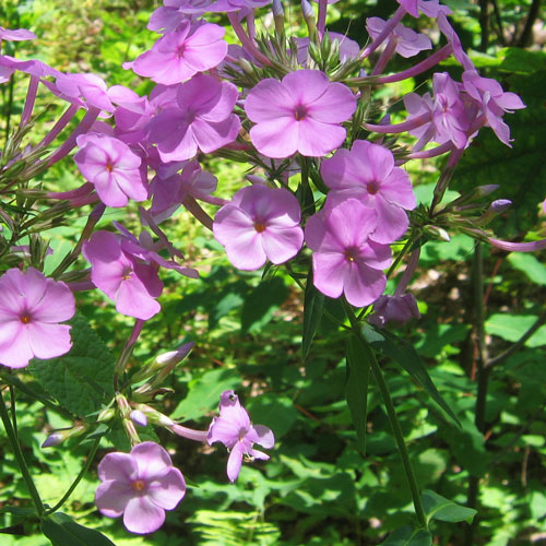 pink trumpet