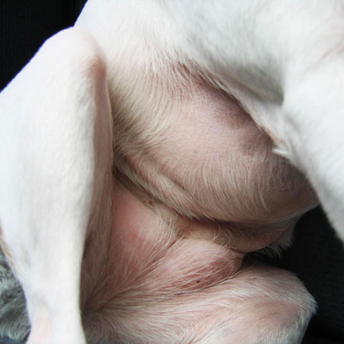 pup belly