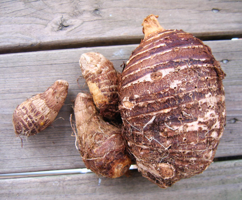 taro root