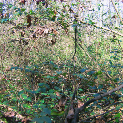 thick privet