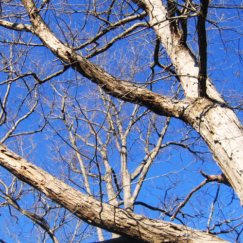 winter oak limbs
