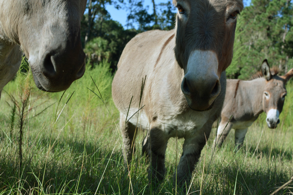 ossabaw island trip - 490 the georgia conservancy feral ossabaw donkey